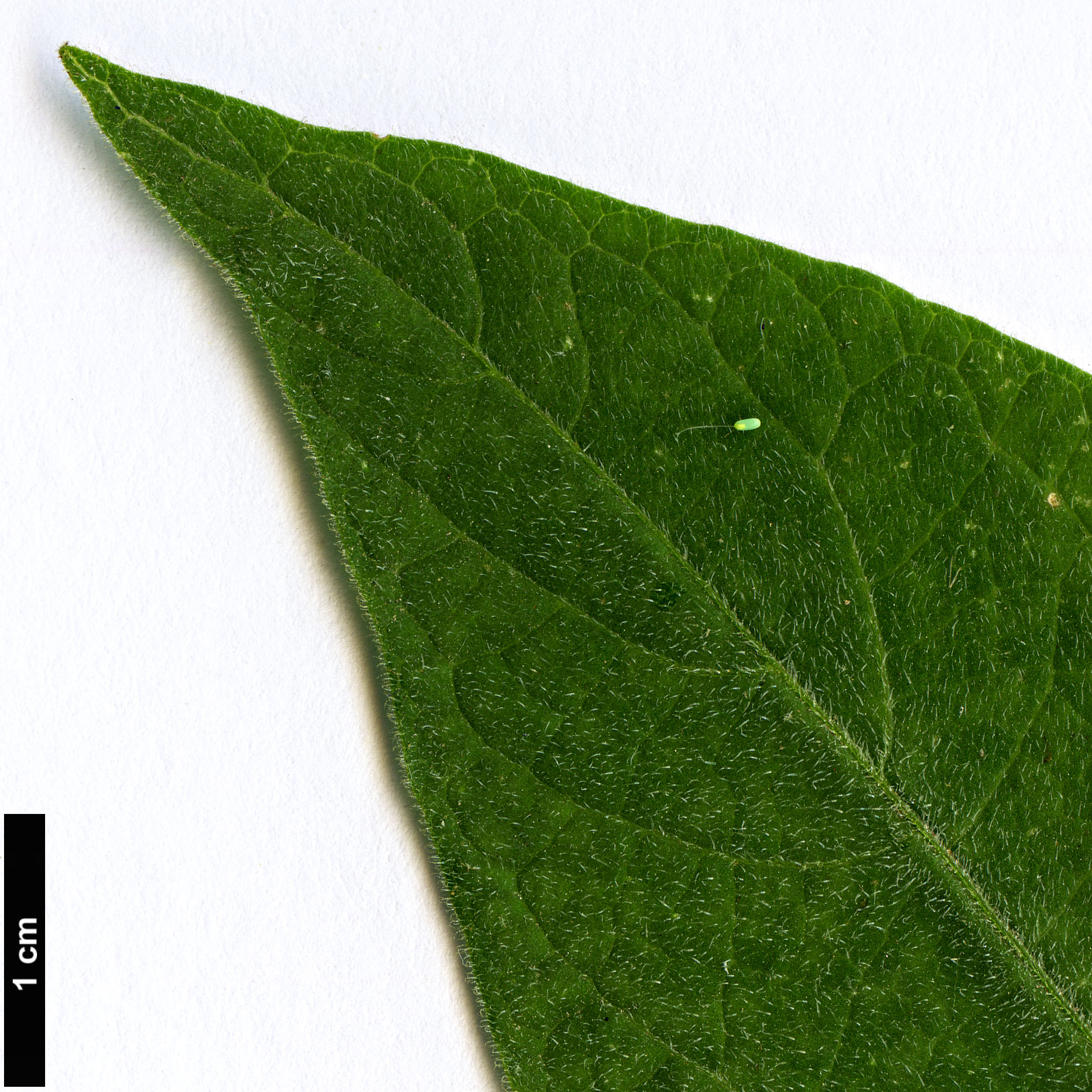 High resolution image: Family: Solanaceae - Genus: Brugmansia - Taxon: suaveolens